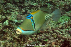 picasso trigerfish ( rhinecanthus assasi) shot in khor fa... by Simon Gardener 